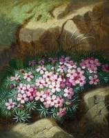 Alpine Flowers