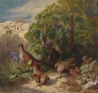 Partridges