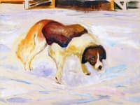 St. Bernard Dog in Snow