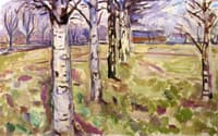 Birch Trunks