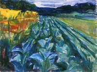 Cabbage Field