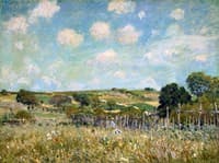 Meadow