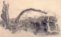 Study of Trees and Undergrowth