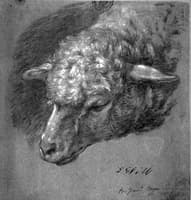 Head of a Sheep