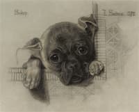 Study of Sukey, a Pug Puppy