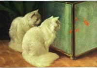 White Cats Watching Goldfish