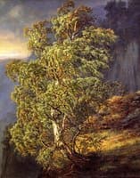 Birch in a Storm