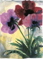 Violet Poppy
