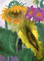 Ripe Sunflowers