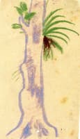 Tree Trunk