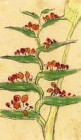 Tropical Plant