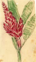 Green Leaves and Red Blossoms
