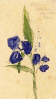 Blue Flower