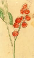 Plants with Red Berries