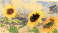 Three Yellow Sunflowers
