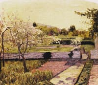 Cherry Blossoms