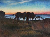 Horses at sunset