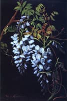 Wisteria