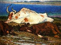 Resting Cows
