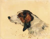 Hunting Dog