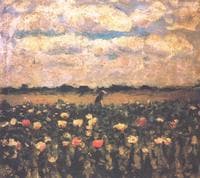 Poppy Flowers