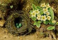 Primroses and Bird's Nest