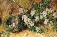 Chaffinch Nest and May Blossom