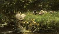 Ducks