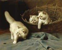 White Angora Kittens With a Beetle