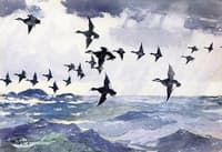 Scoters over Water