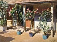 Oleanders