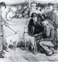 At the Dog Show