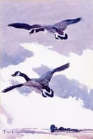 Geese in Flight