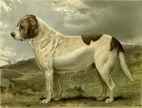 Fred Grahams Smooth St. Bernard Abbess