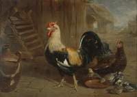 Poultry