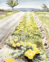 Dandelions