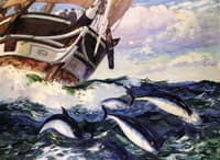 Horse Mackerel