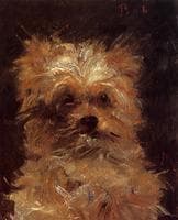 Bob, Griffon Dog