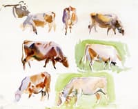 Studies of Cows