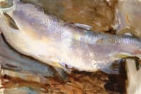 Study of Salmon
