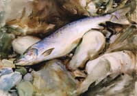 Study of Salmon