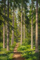 Sunlit forest path