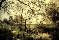 Vegetation