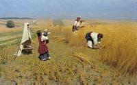 Harvest Time in Ukraine